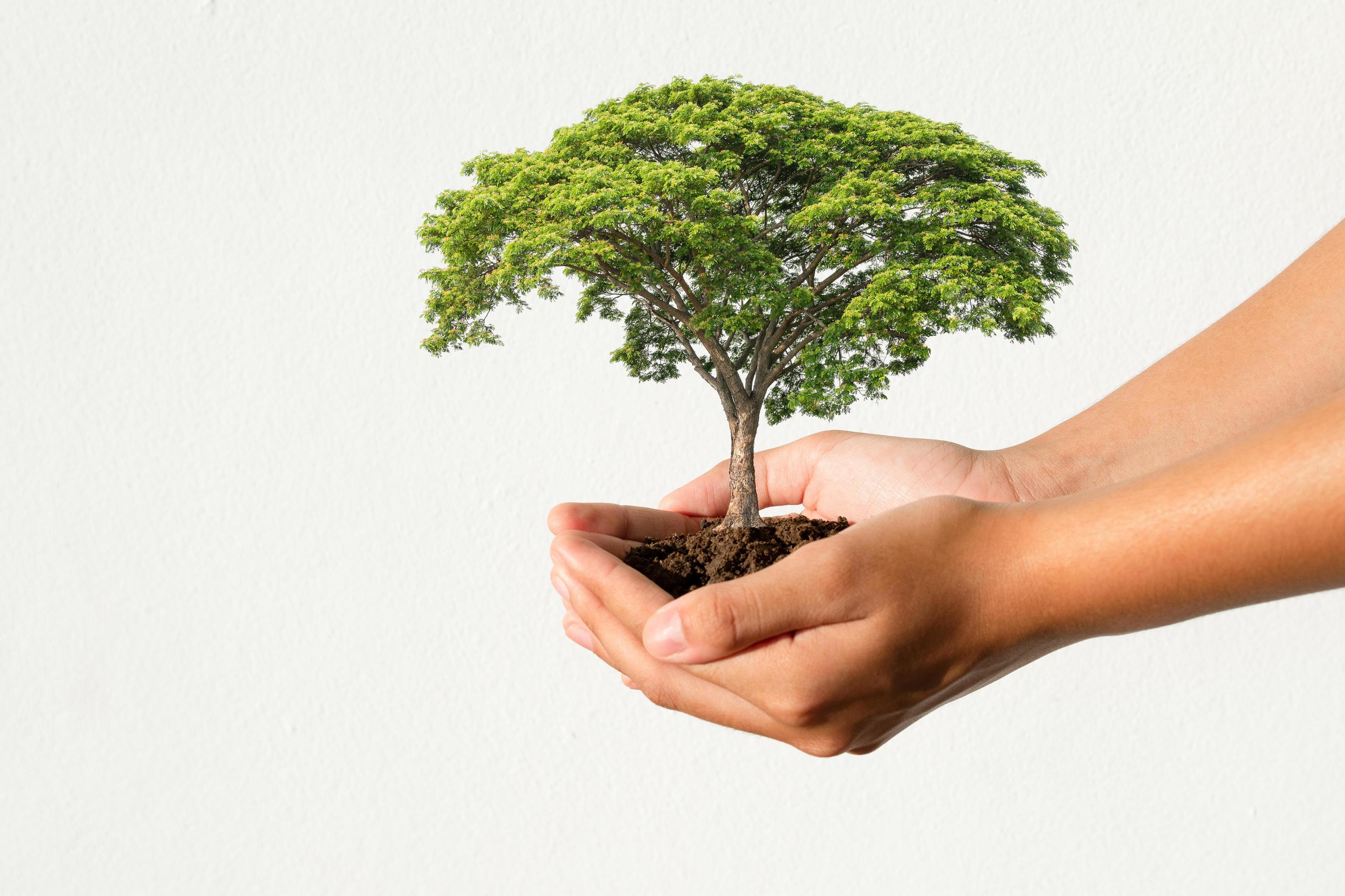 Hände welche einen Baum halten